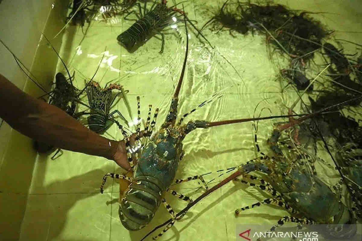 KKP setor PNBP Rp3,6 miliar dari budidaya lobster