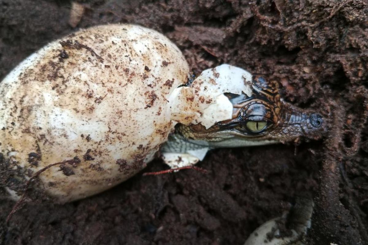 Lima sarang buaya Siam langka ditemukan di Kamboja