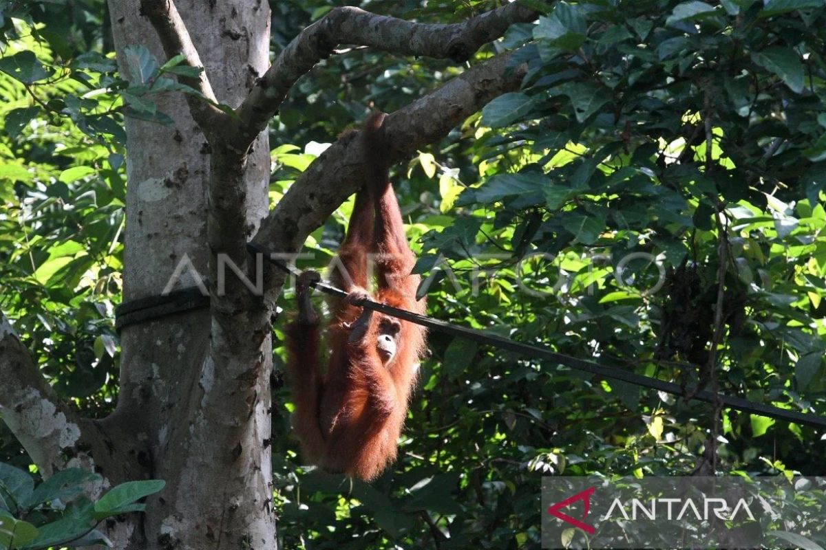 Polisi tangkap tiga pria penjual orangutan di Aceh Tamiang