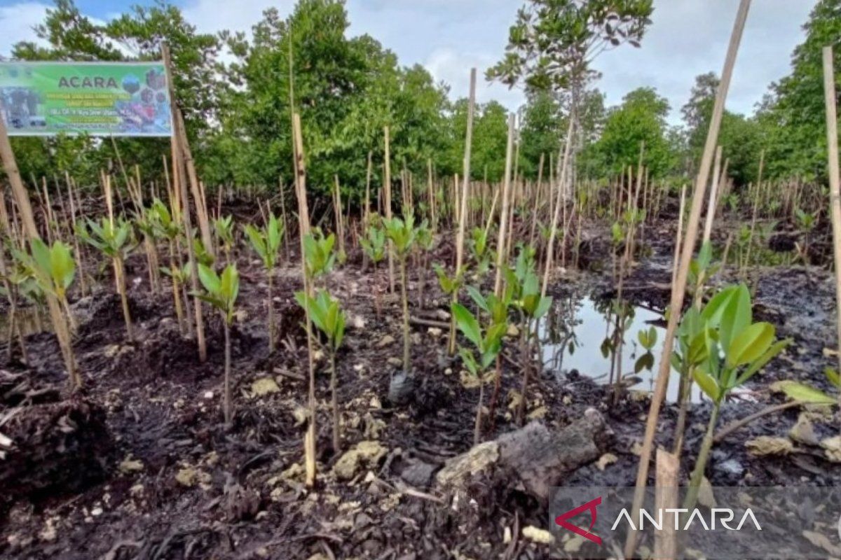 Sylva Untan - Gemawan tanam 1.000 Mangrove