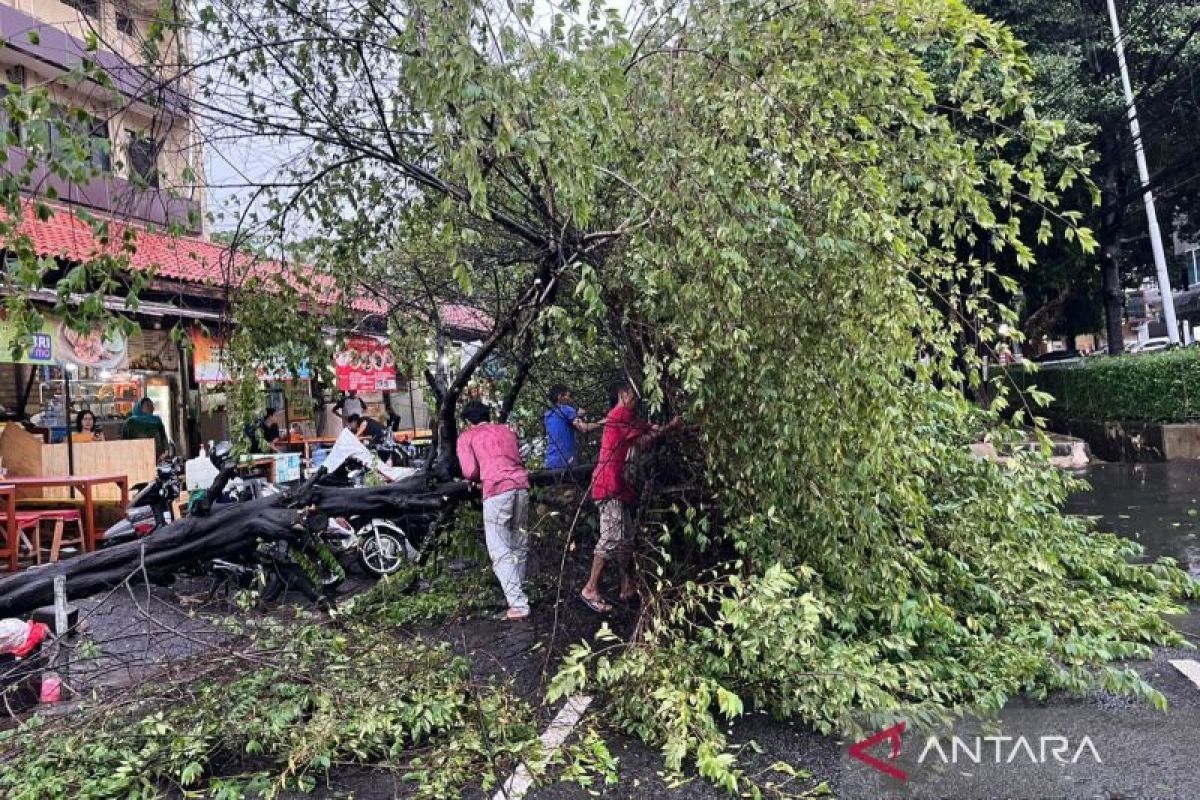 Suku Dinas Pertamanan Jaksel tangani 250 pohon tumbang pada Juli 2024