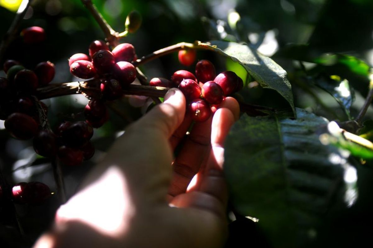 Album Asia: Menengok kesibukan panen kopi di Bondowoso, Jawa Timur