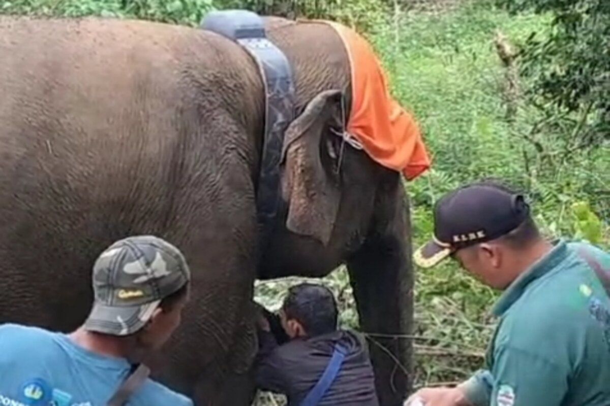 Kawanan gajah liar di Lampung Barat dipasangi 