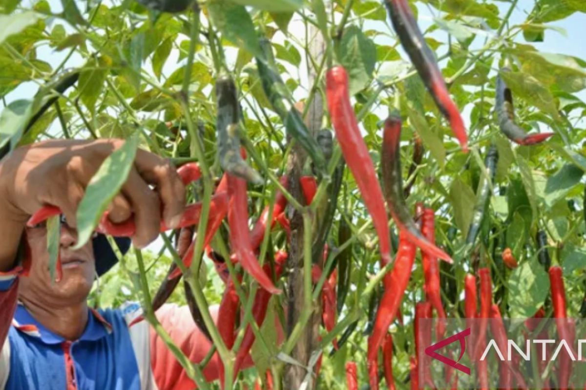 Purwakarta kembangkan konsep satu desa satu produk unggulan hasil pertanian