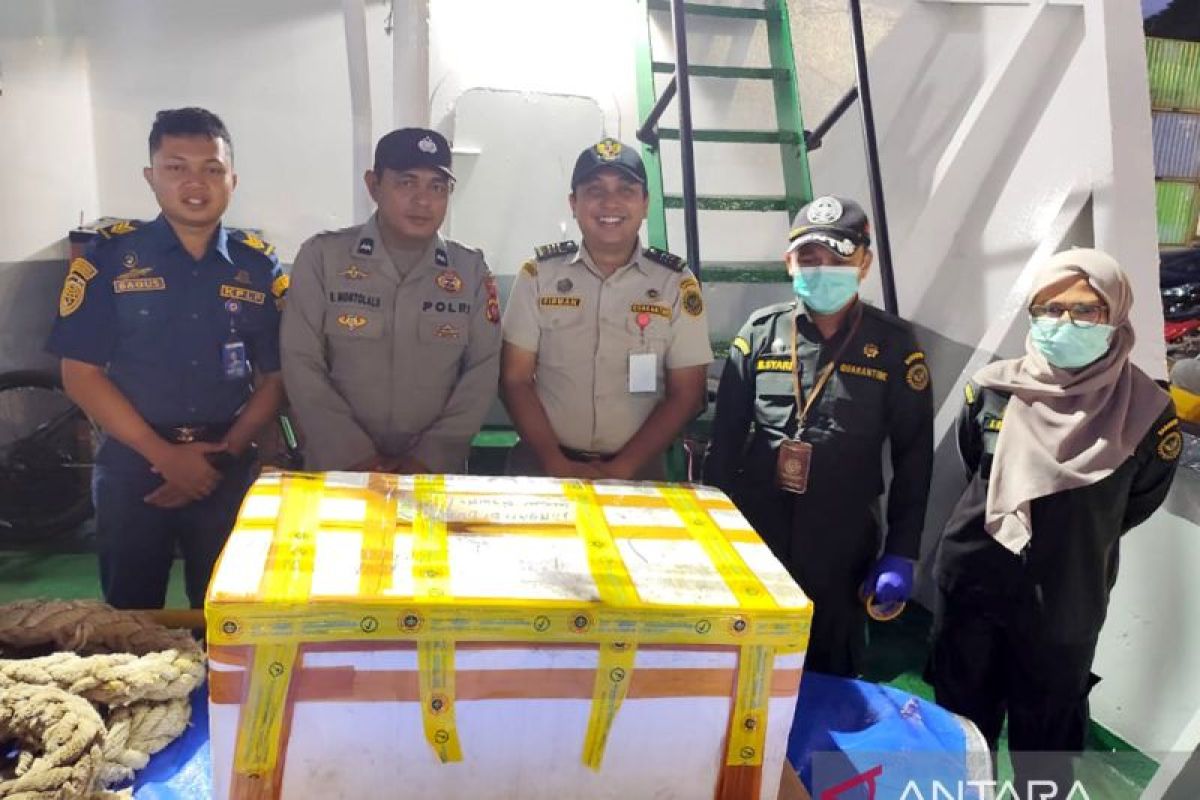 BKHIT Gorontalo sita 30 kg daging tikus ilegal