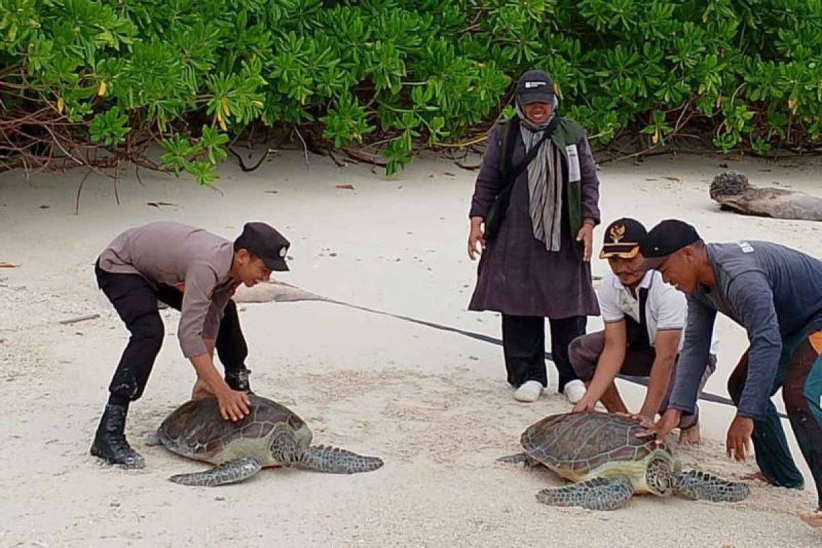 Two green turtles released into Aceh's Banyak Island waters