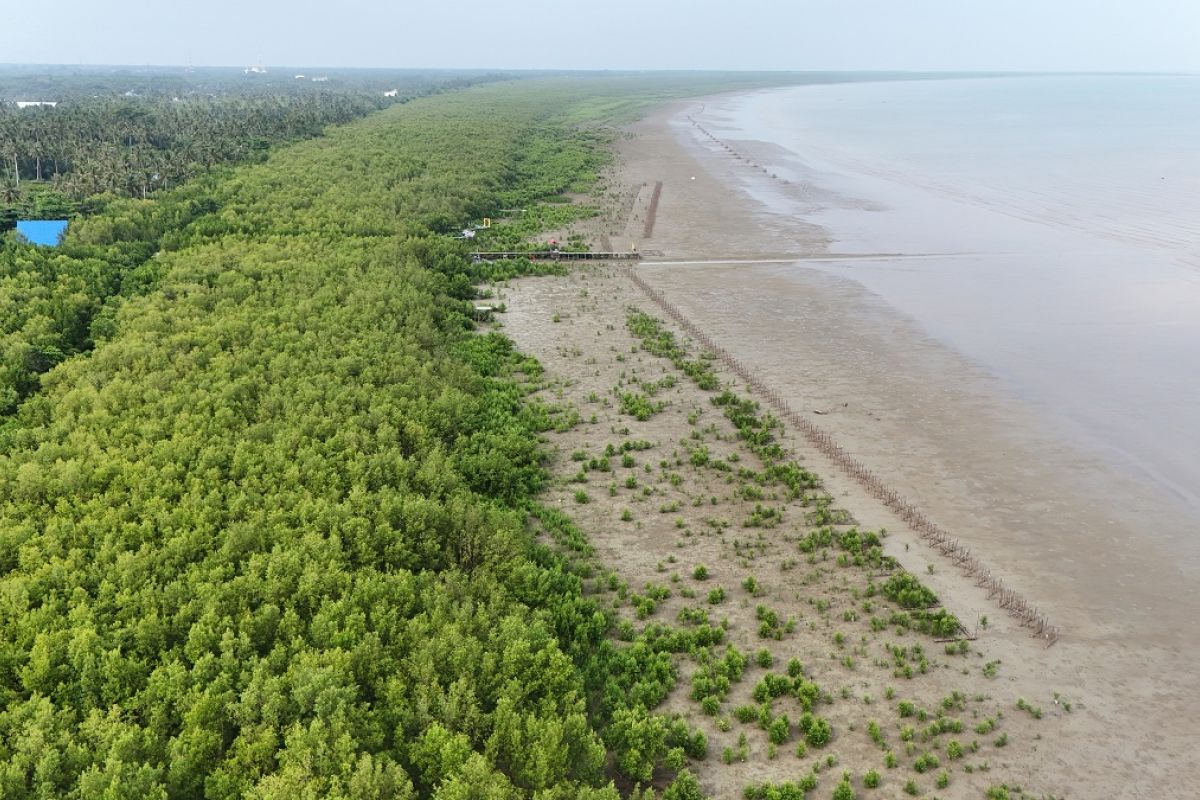 MMP: Luas hutan magrove di Mempawah Kalbar meningkat