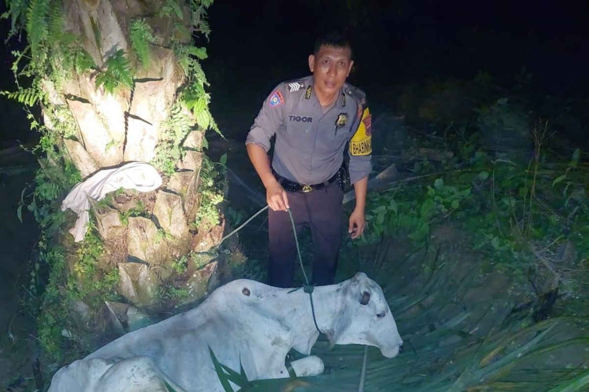 Maling lembu diamuk massa, ini yang dilakukan Polres Simalungun