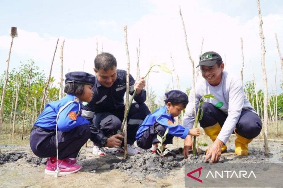 PT Timah tanam 2.500 mangrove di pantai Nyiur Melambai