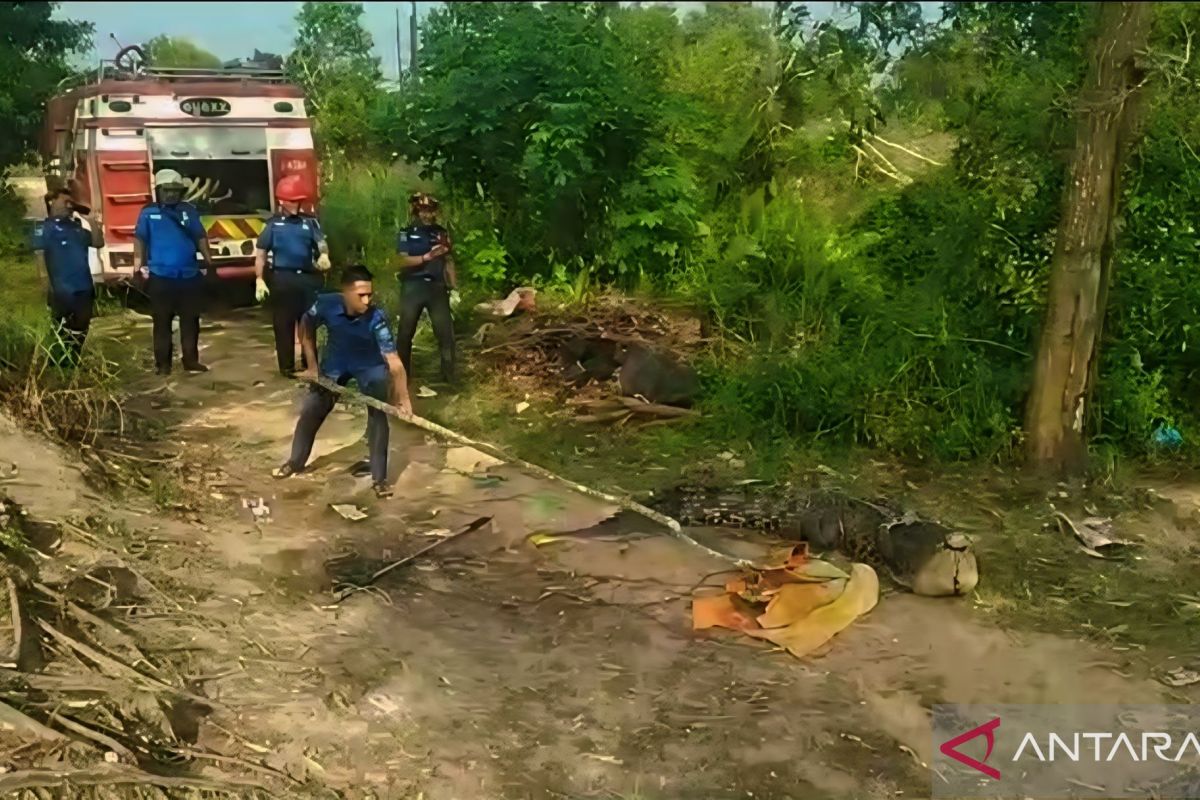 Saltwater crocodile removed from abandoned mining pit in Riau Islands