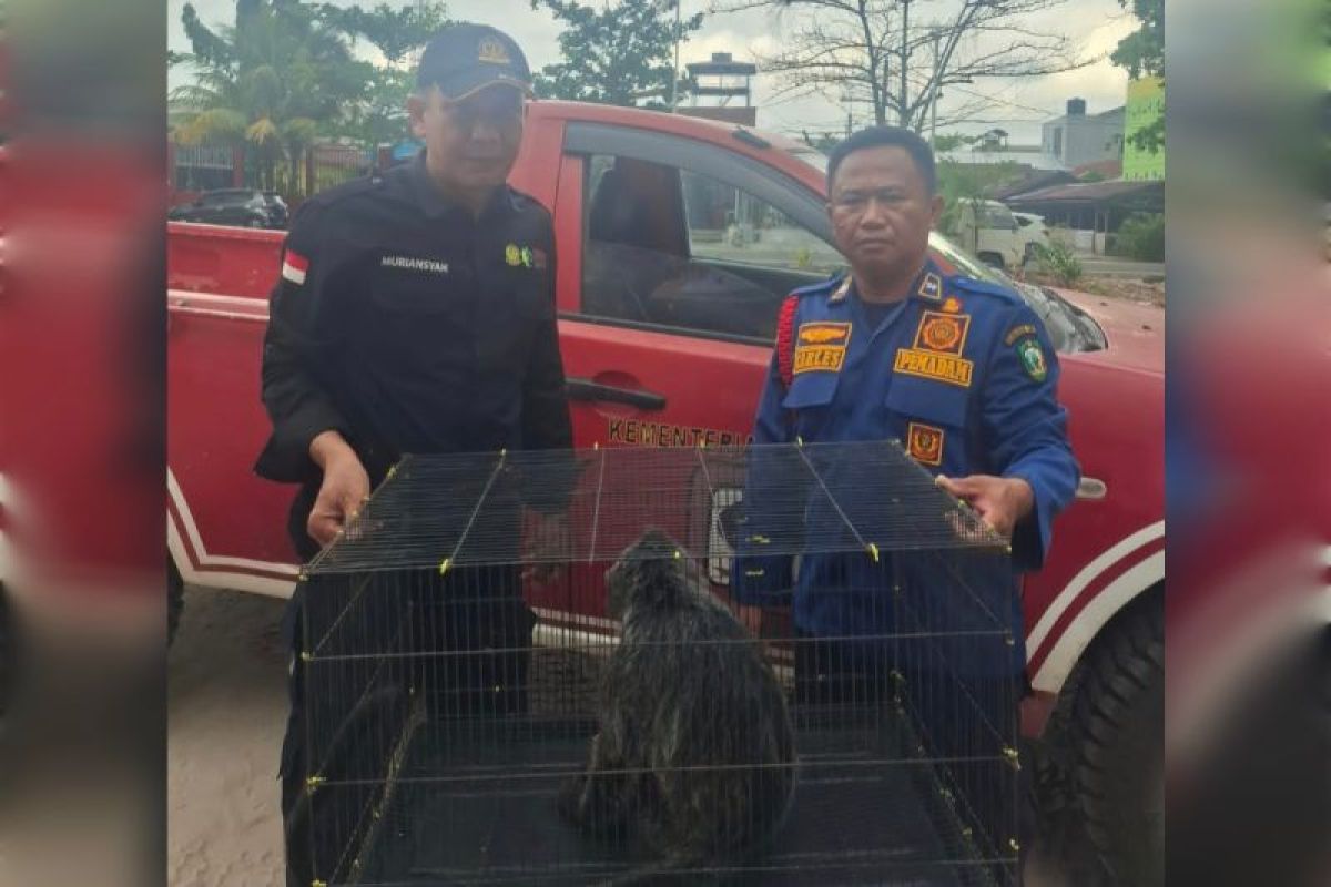 BKSDA Sampit evakuasi seekor lutung yang tersengat listrik