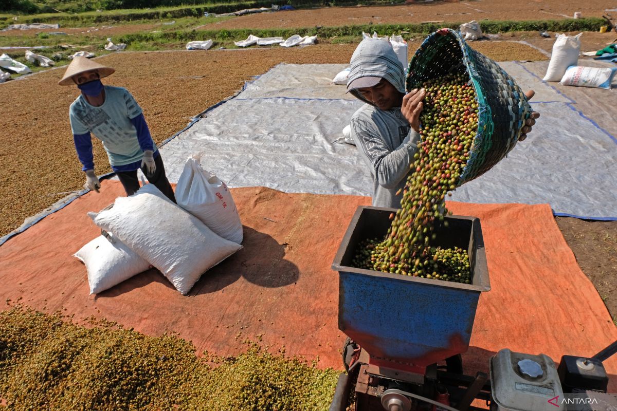 Catat, konsumsi kopi dengan kayu manis bantu tingkatkan kesehatan otak