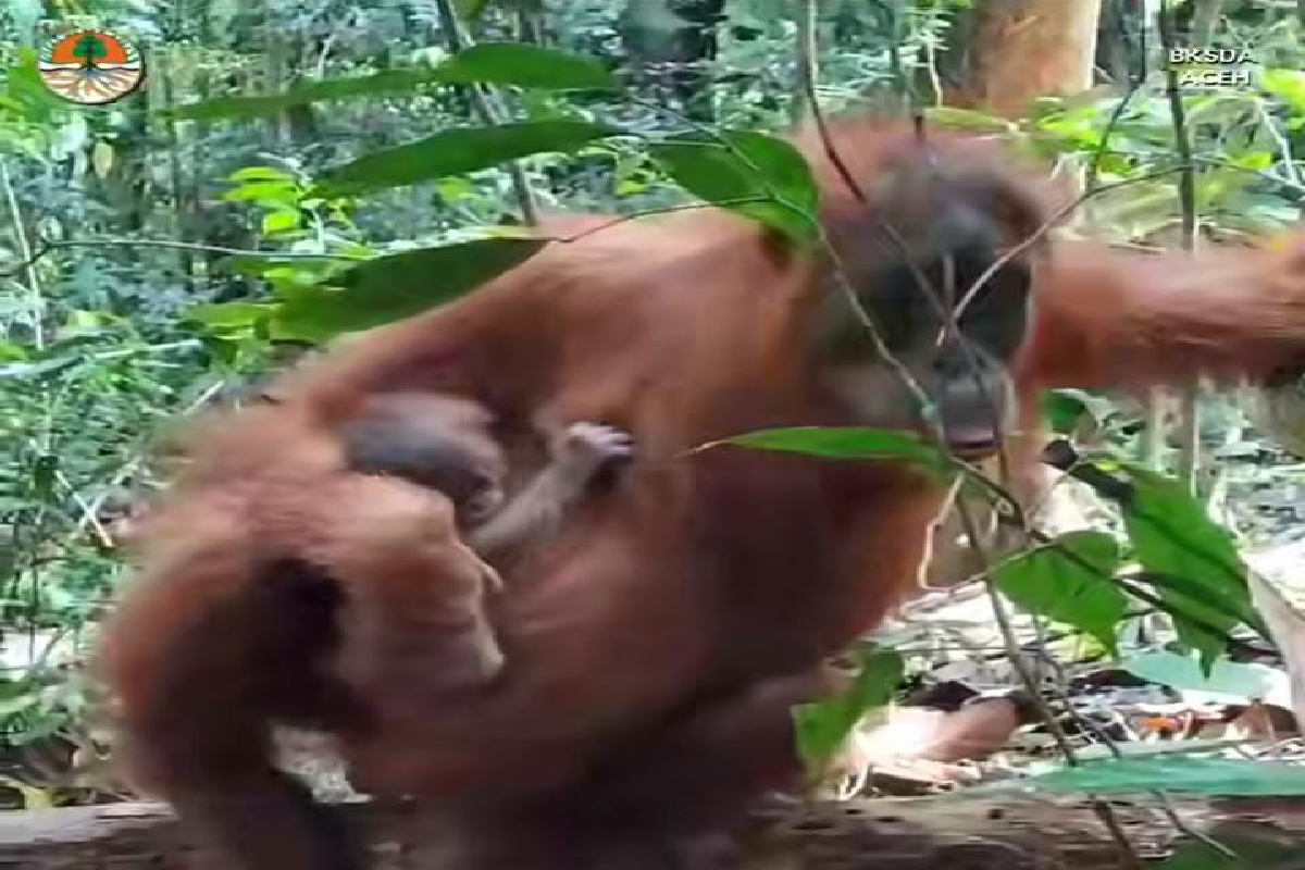 Bayi orang utan lahir di pusat reintroduksi cagar alam Aceh Besar