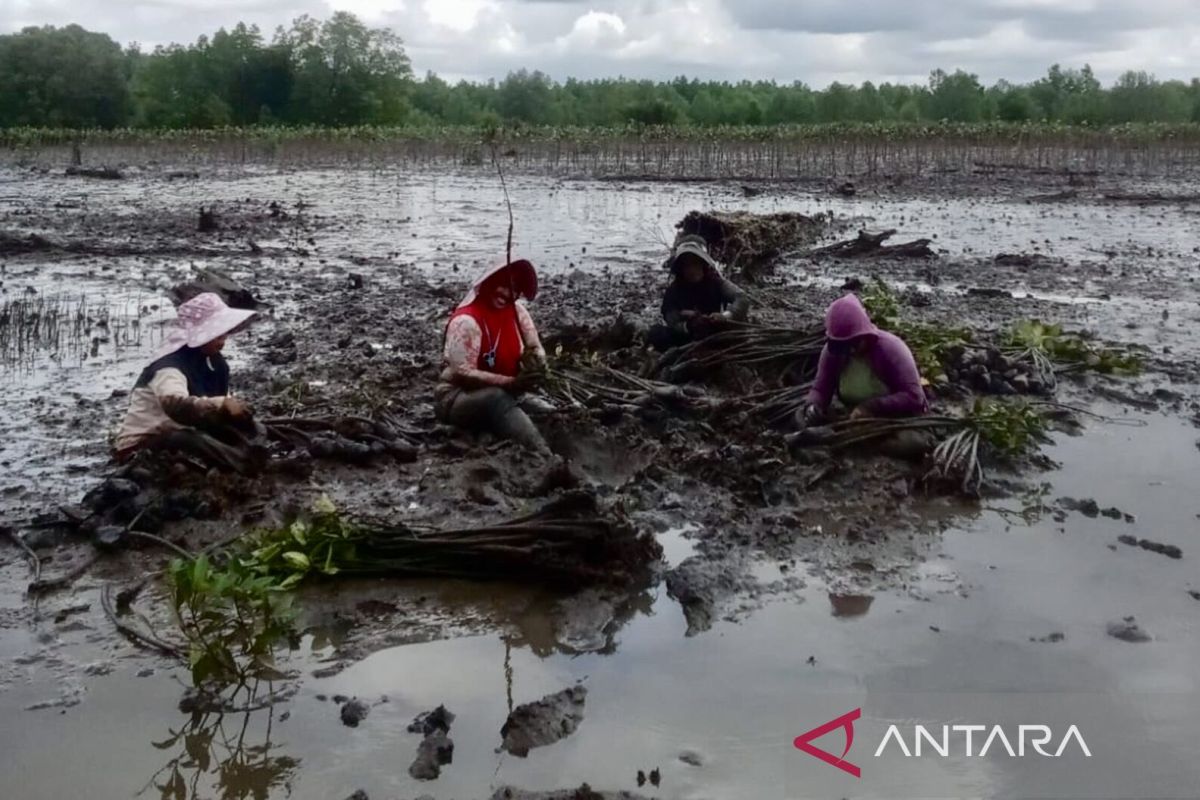 BKSDA Kalsel tanam 193.100 mangrove pada lahan 75 hektare guna pulihkan ekosistem konservasi