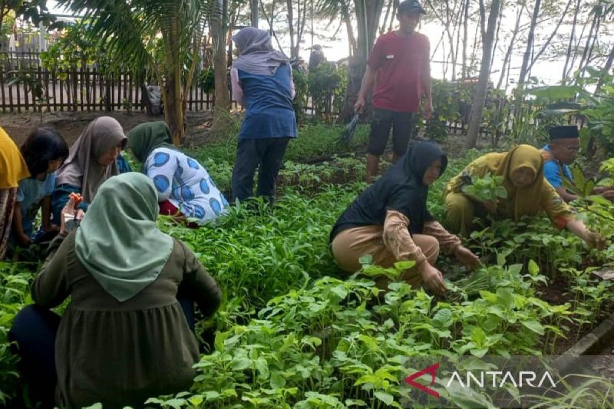 Warga Pulau Tidung panen 27 kg sayuran dukung  ketahanan pangan