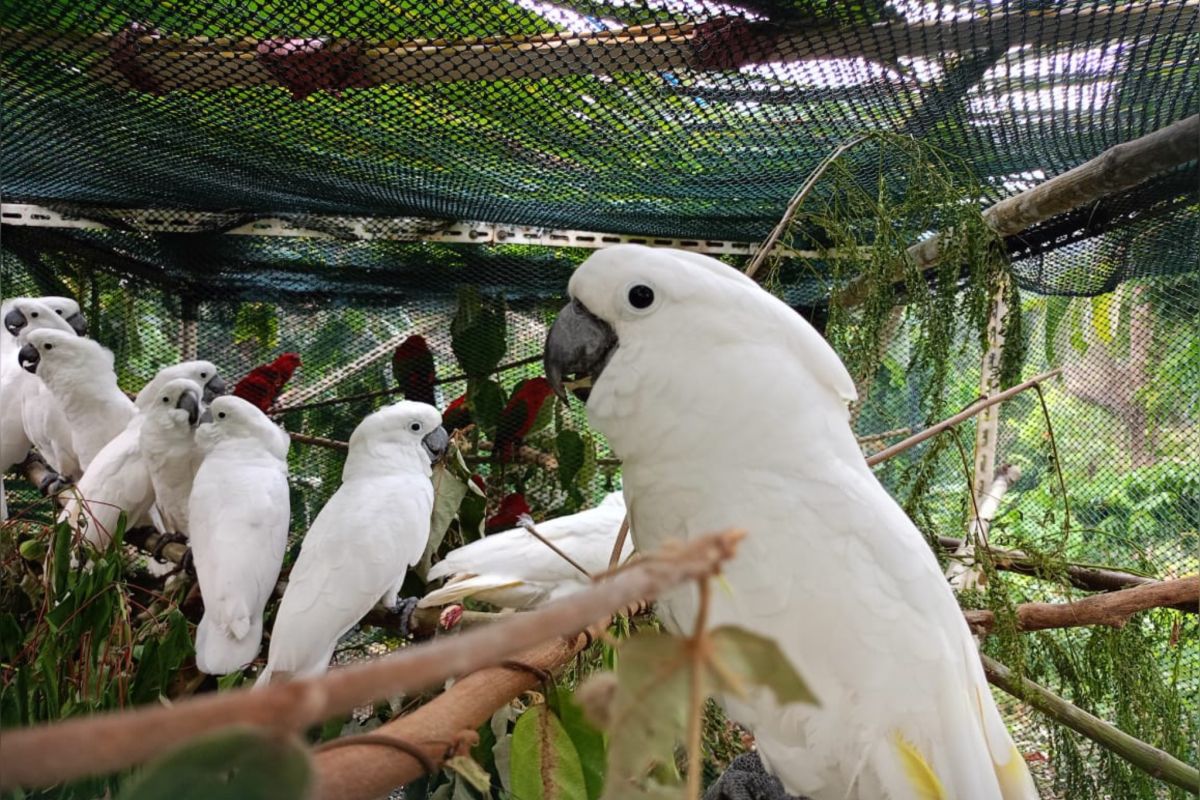 BKSDA Maluku lepasliarkan 25 satwa dilindungi, burung hingga ular