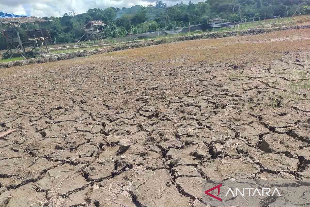 Kemarau, puluhan hektare sawah di Simeulue kekeringan