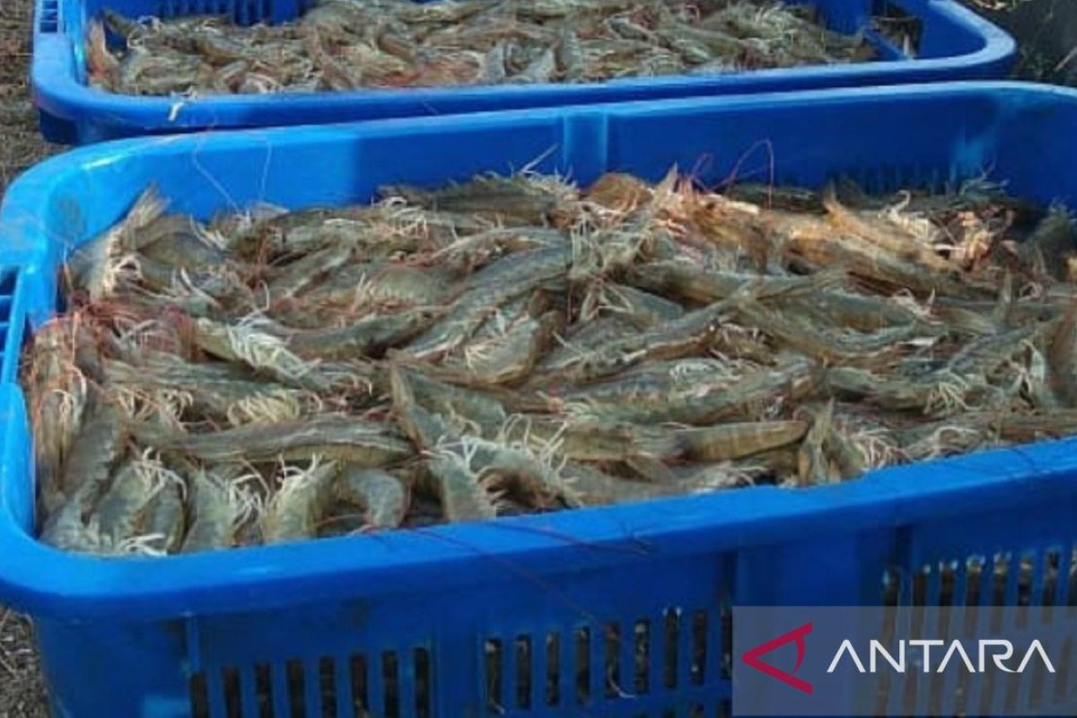 Udang vaname Maluku jadi primadona pasar Asia