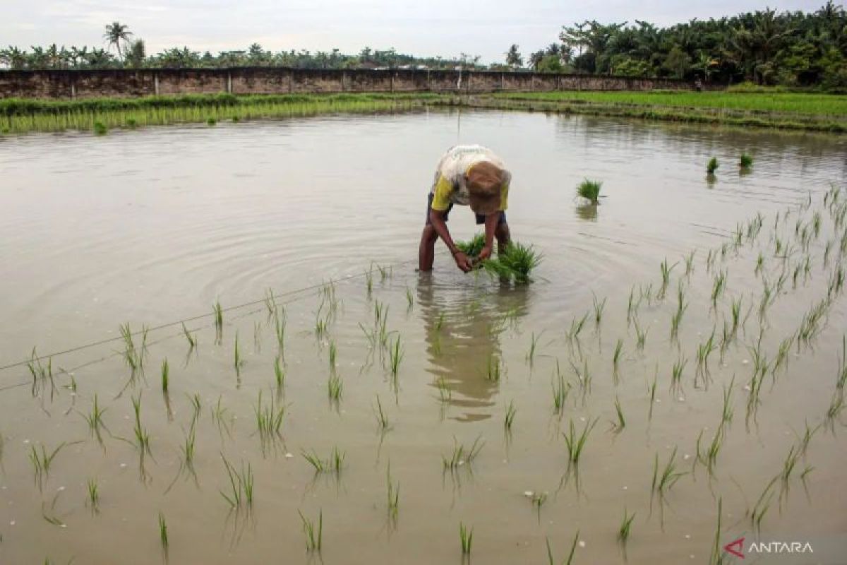 Hadapi musim kemarau, ini permintaan Pemprov Sumut kepada petani