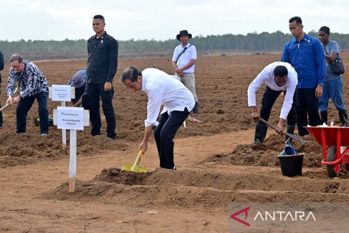 Presiden tanam tebu perdana di Merauke