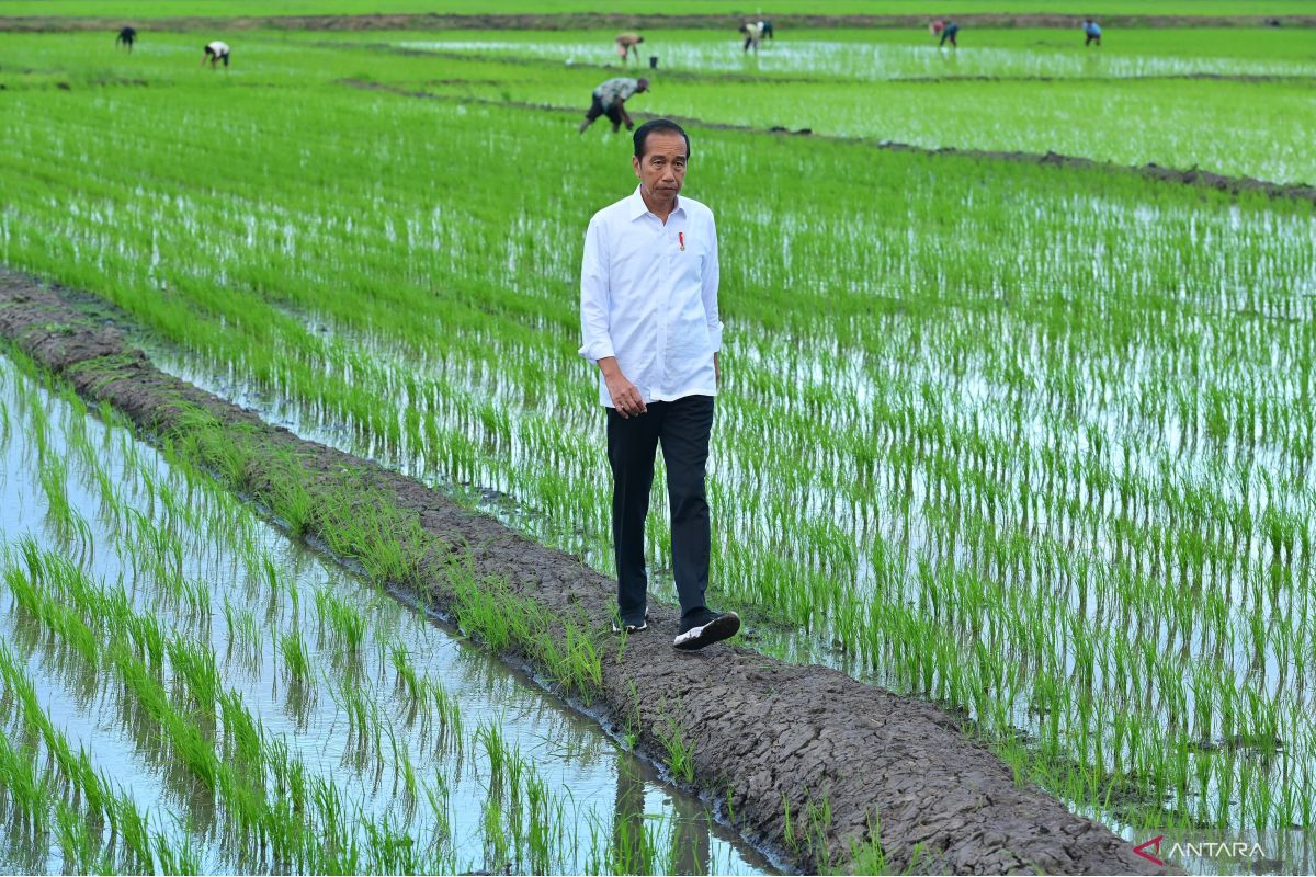 Jokowi tinjau simulasi penyebaran pupuk dengan drone di Merauke