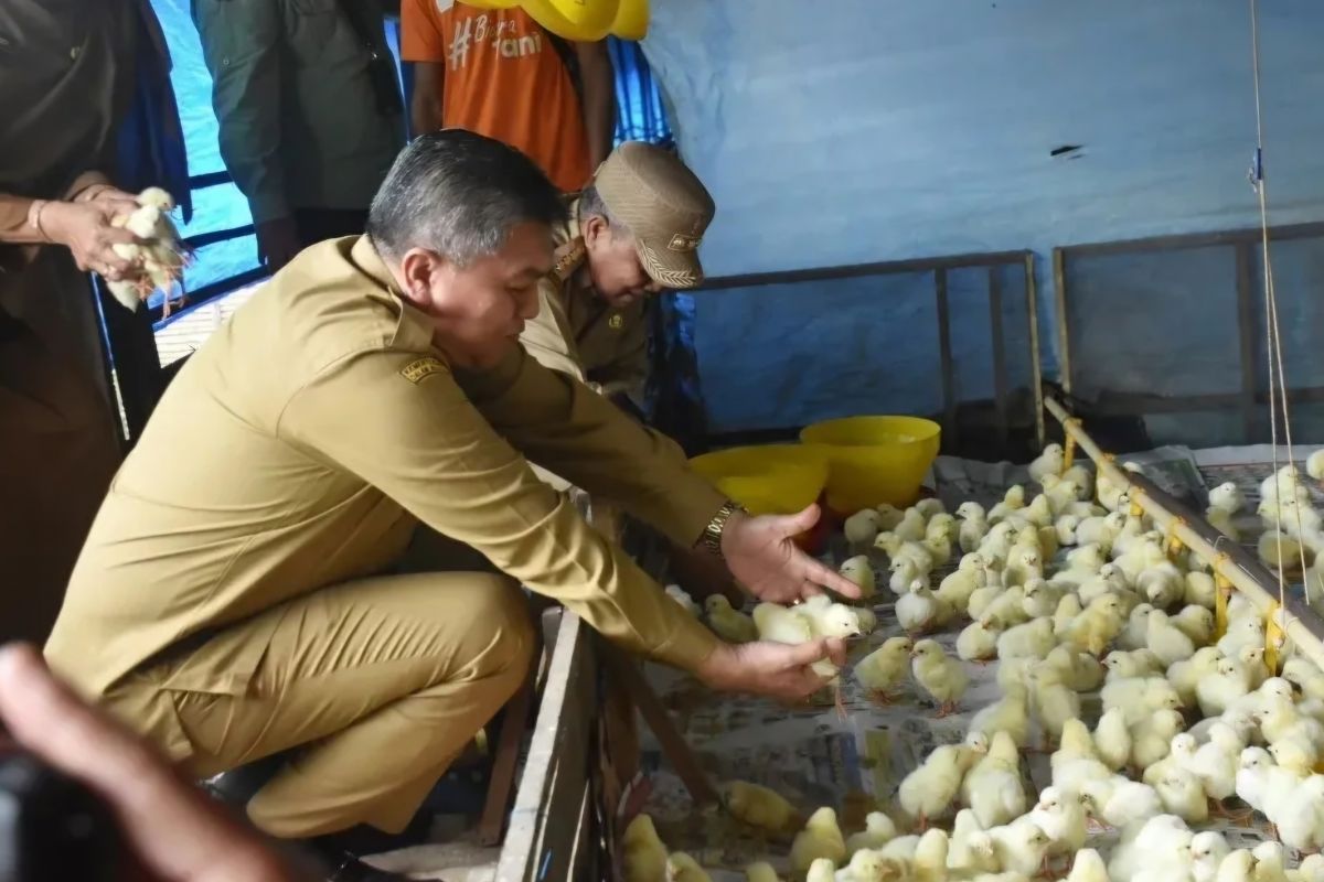 Pemkab Kubu Raya serahkan 8.000 bibit ayam ke peternak