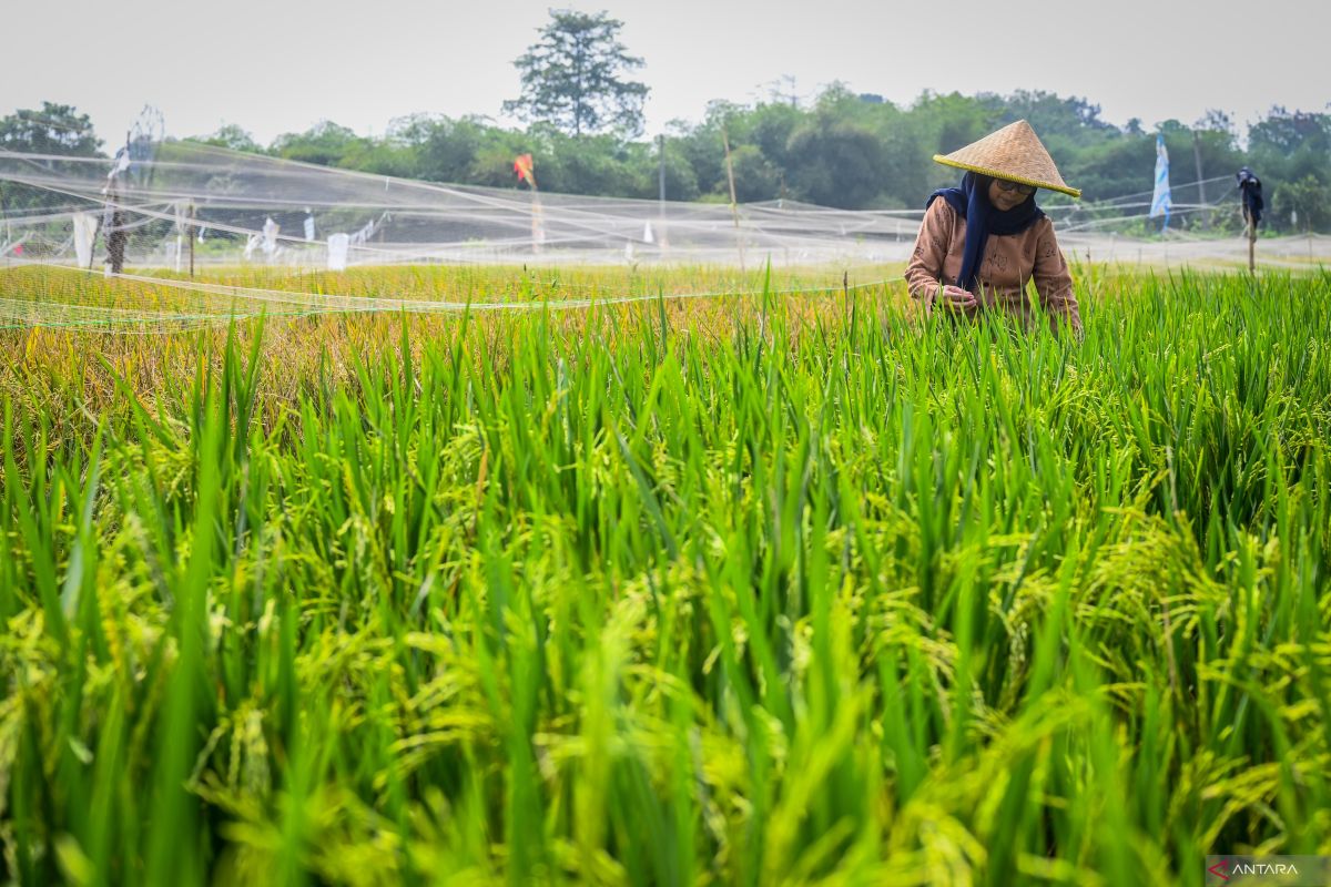 Prabowo confident Indonesia will stop rice imports by 2025