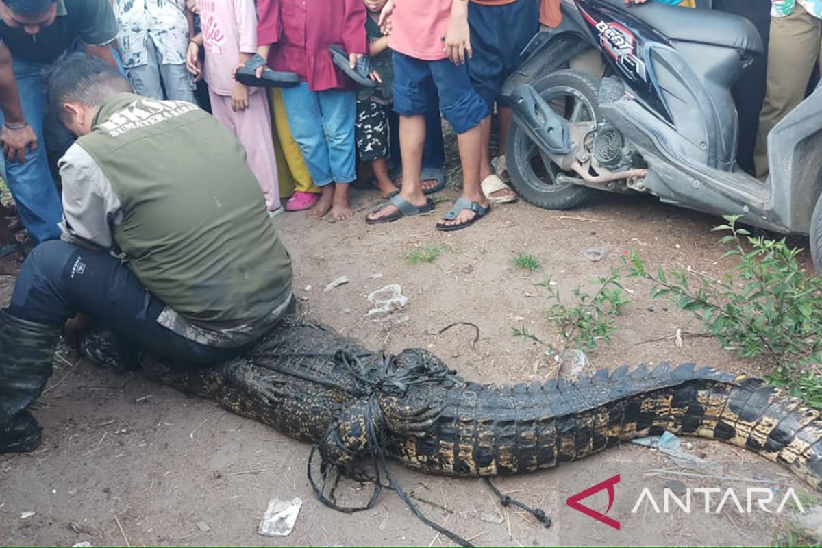 Konflik buaya di Pasaman Barat imbas habitat terganggu