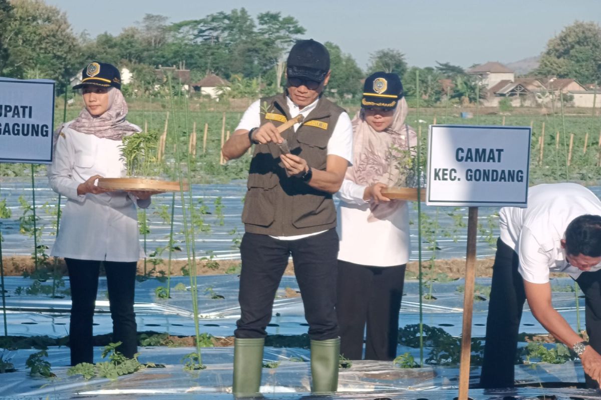 Pemkab Tulungagung galakkan gerakan tanam cabai