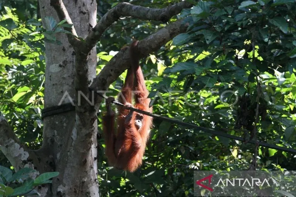 BKSDA: Orang utan korban perdagangan di Aceh Tamiang direhabilitasi ke Sumut