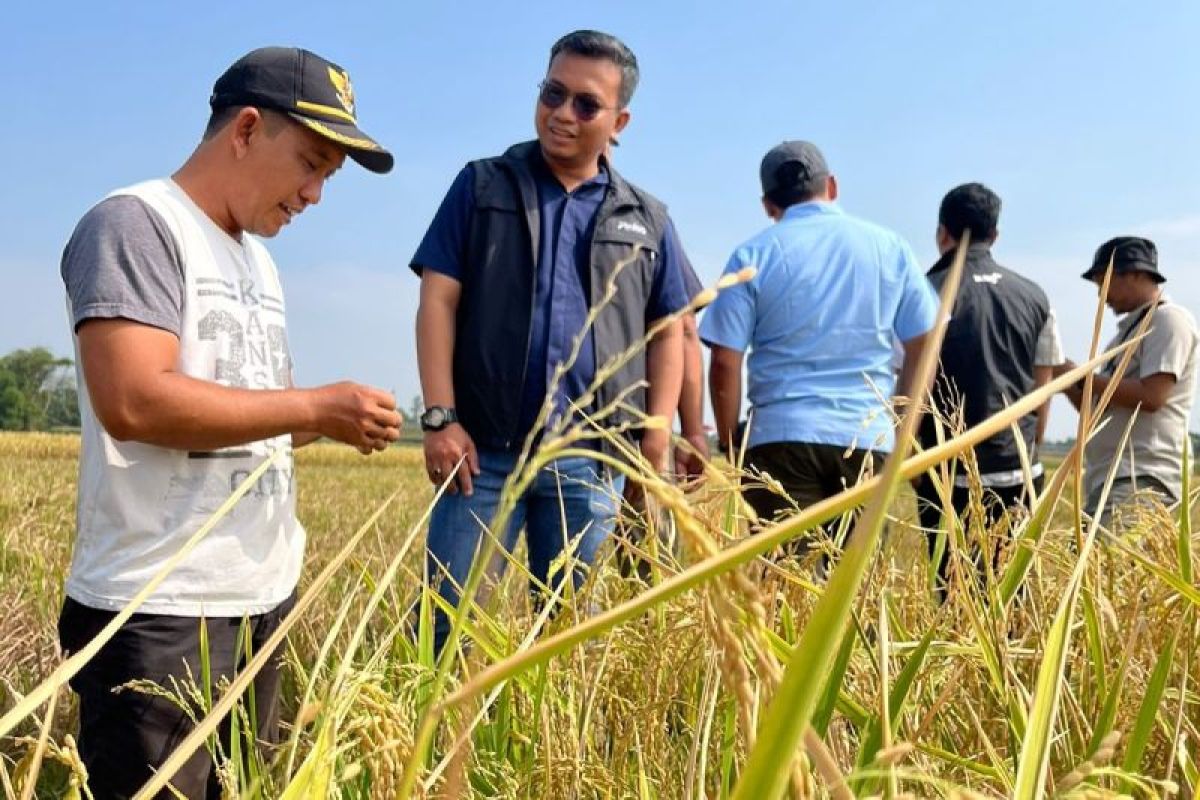 Bulog mulai menyerap gabah petani melalui mitra tani