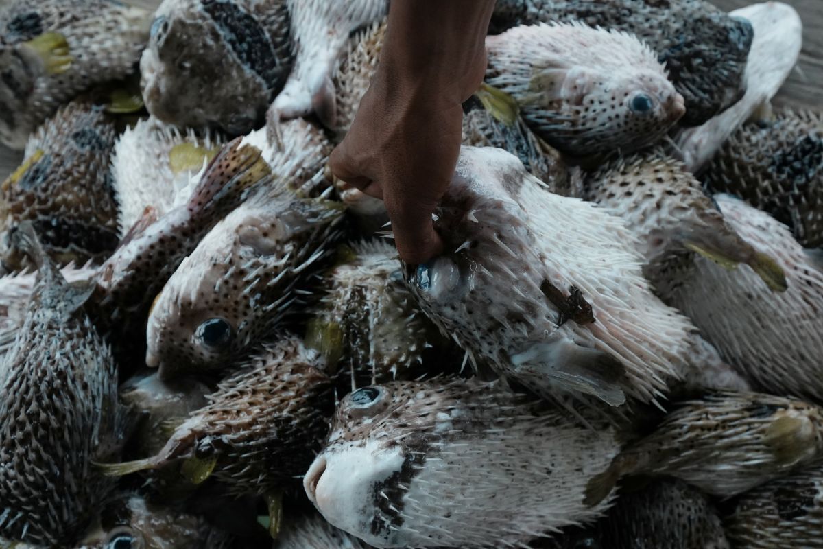 Jenis-jenis ikan buntal, apakah semuanya beracun?