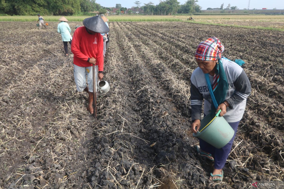 Mentan dan Mendes dijadwalkan tanam jagung seluas 635 ha di Lebak