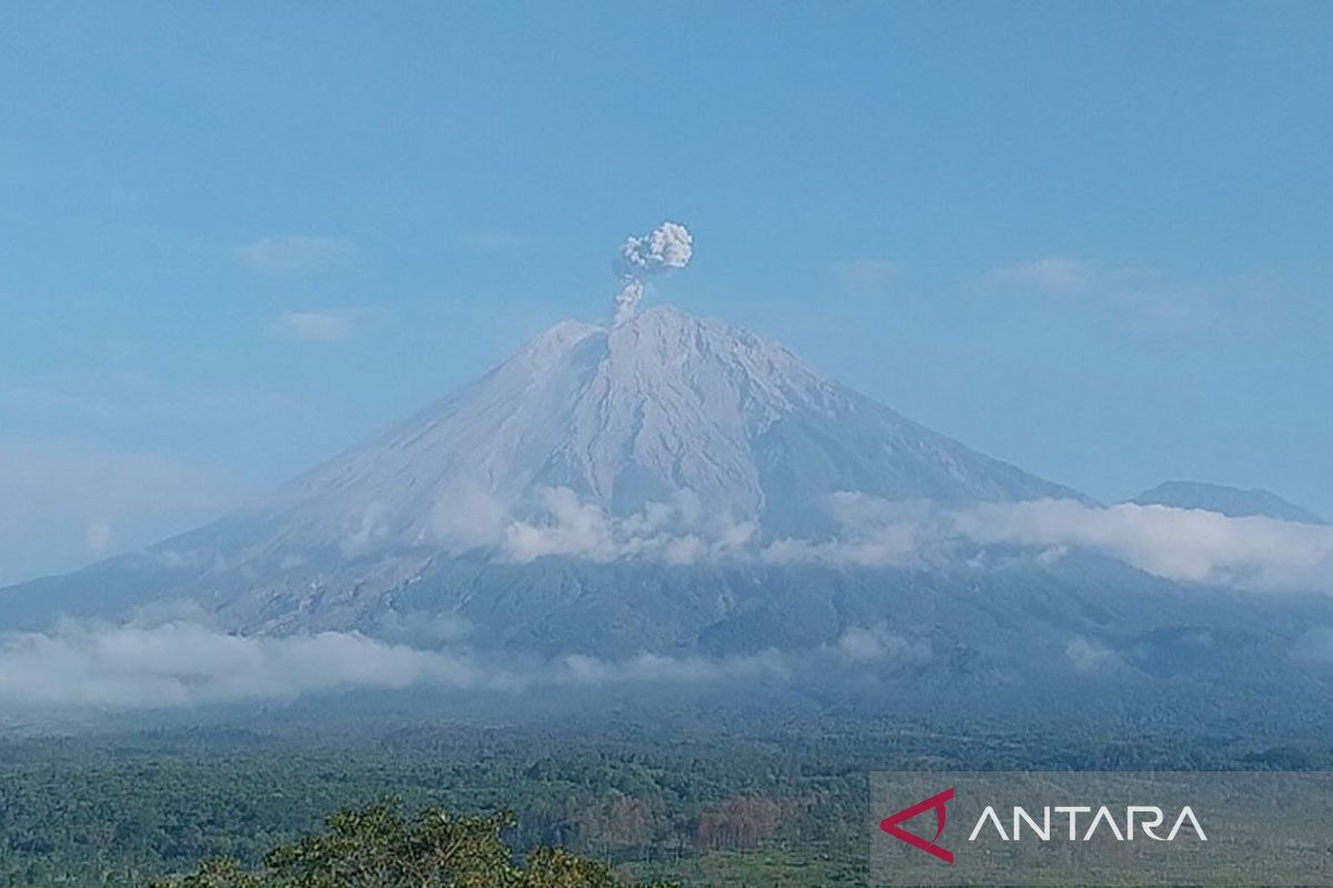 Semeru beberapa kali erupsi dengan tinggi letusan hingga 800 meter