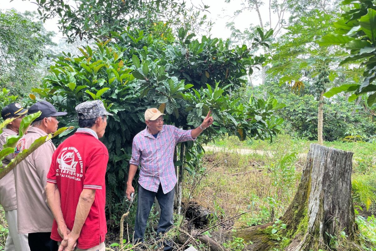 Disbun Kaltim dampingi UMKM pasarkan  kopi olahan