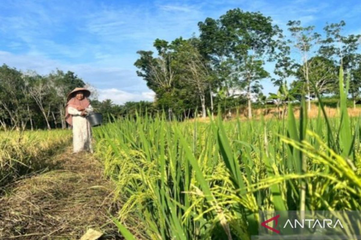 Petani Tanah Bumbu Kalsel mampu produksi 39.000 ton gabah kering per tahun