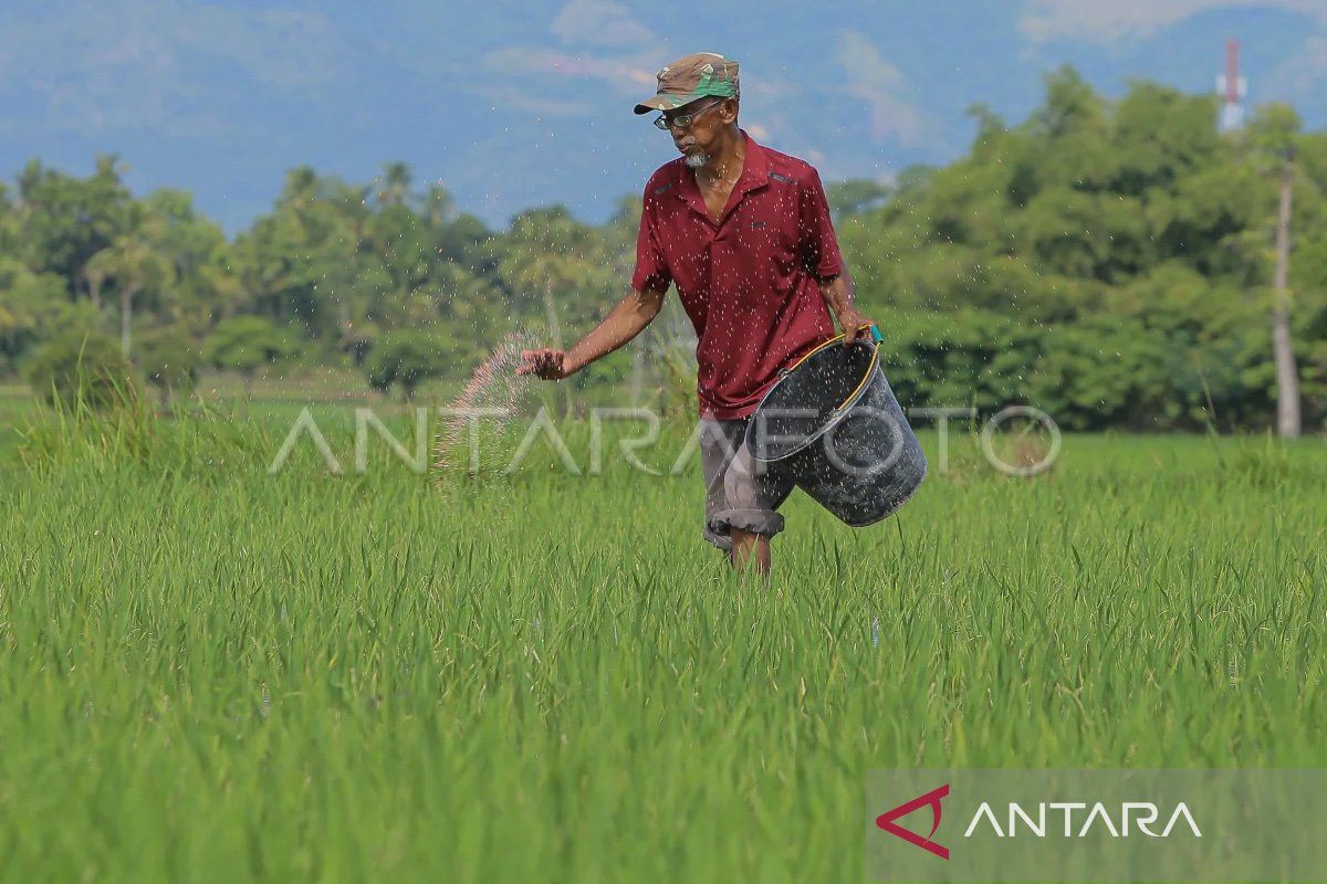 Realisasi KUR pertanian 2024 di Aceh capai Rp493 miliar hingga Juli