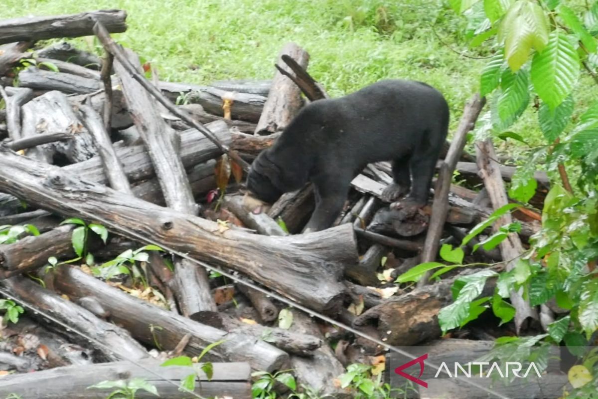 BKSDA Bengkulu sampaikan tips mengusir beruang yang mendekati permukiman