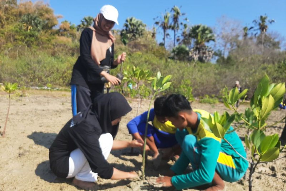 KKN di Sumenep, mahasiswa UTM tanam mangrove di pesisir Pantai Ekarekong