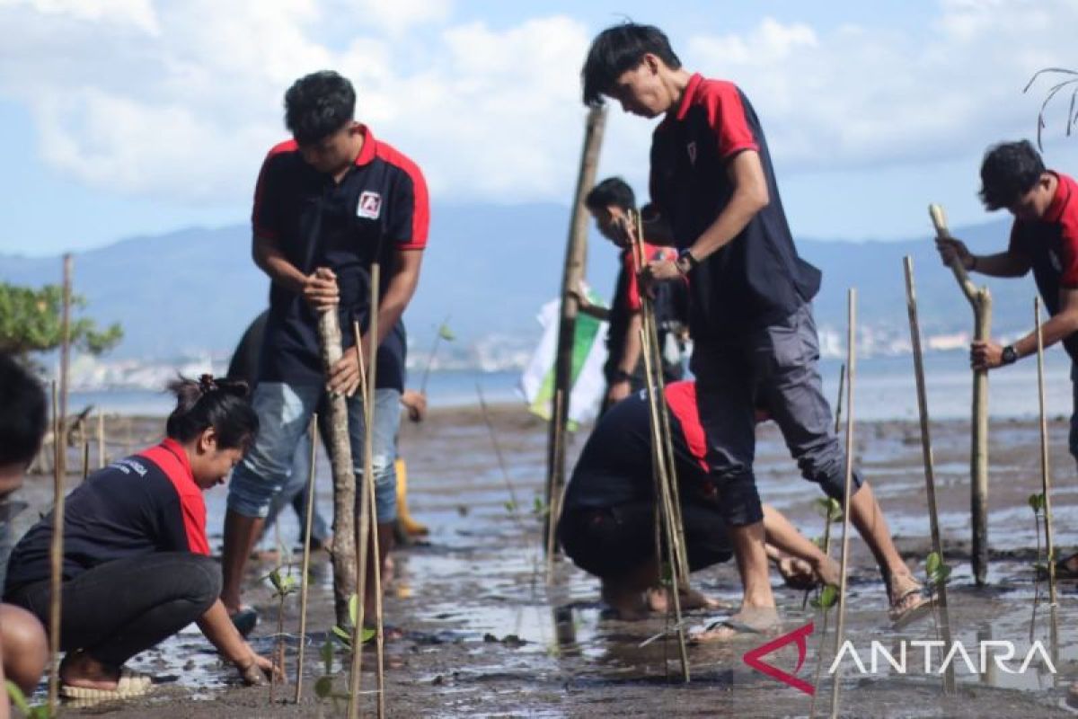 Alfamidi tanam 2.000 pohon mangrove di Pantai Manado