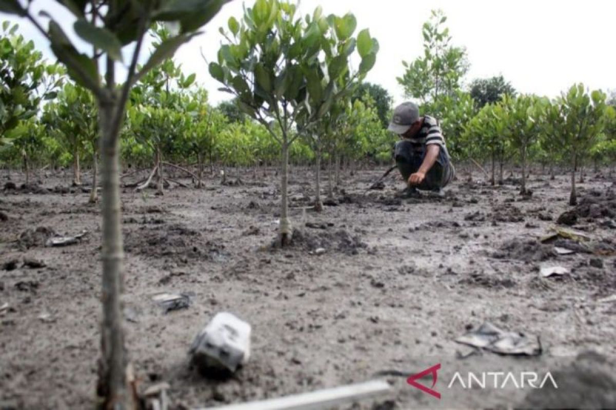 Dinas LHK Sumut eratkan kolaborasi dalam pelestarian  mangrove