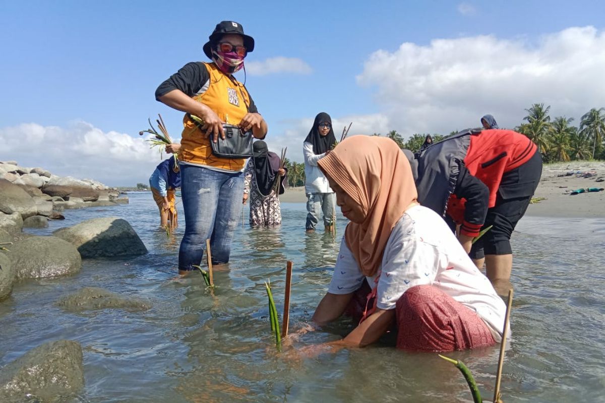 Aktivis lingkungan Polewali Mandar tanam 300 mangrove  mencegah abrasi