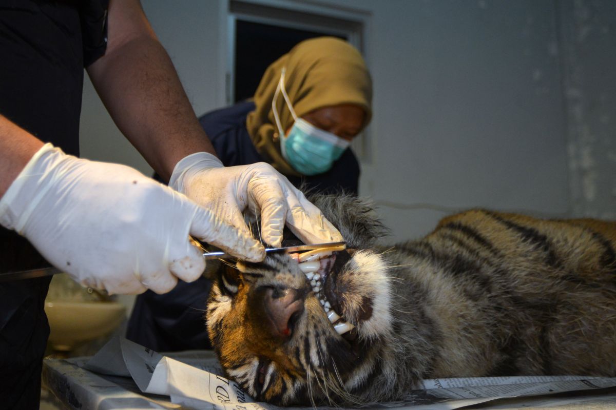 Global Tiger Day momentum jaga spesies Harimau Sumatera