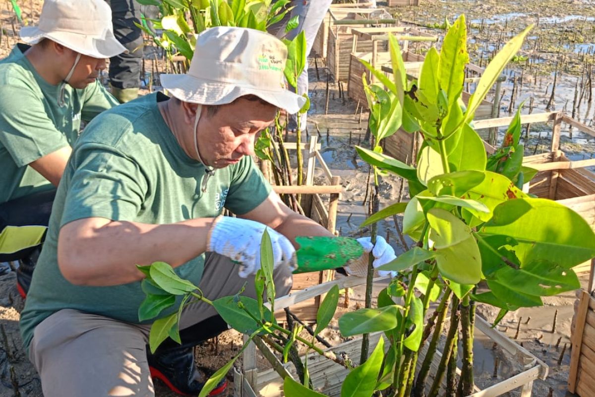 PLN tanam ribuan mangrove di Bali peringati Hari Magrove sedunia