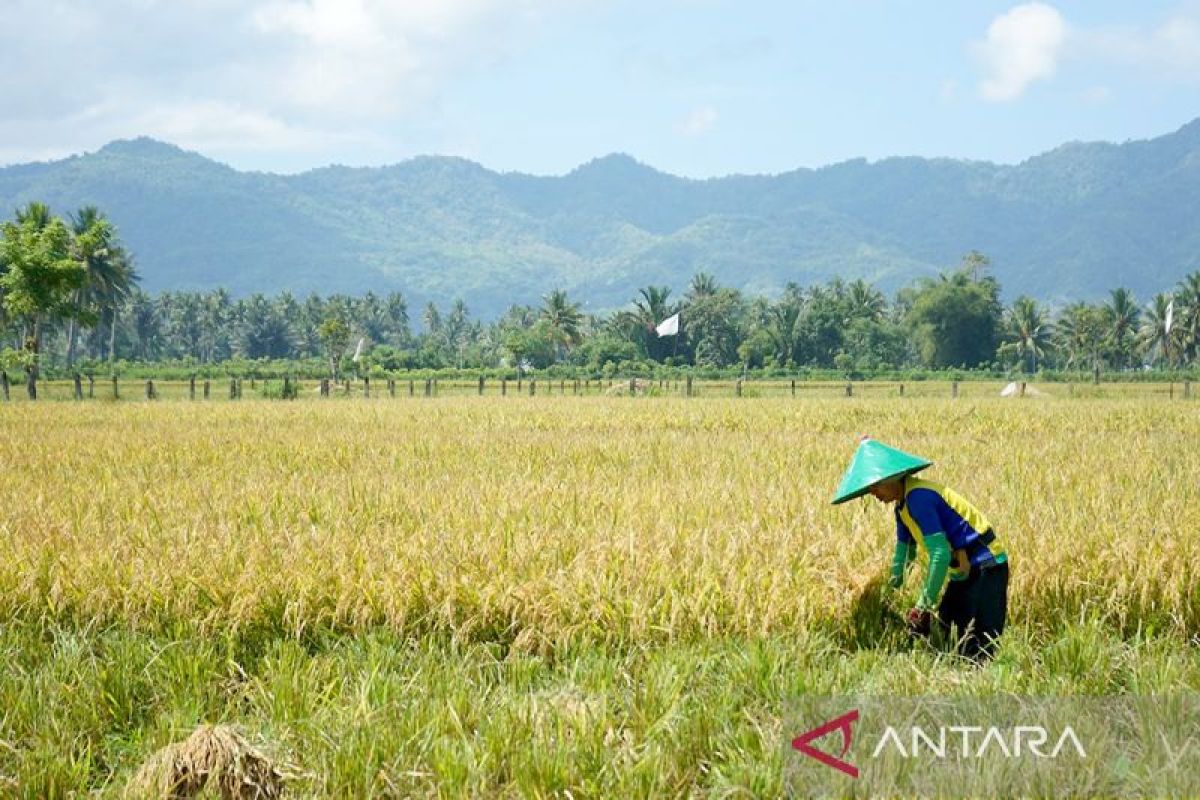 Pemkab Gorontalo dan BI kerja sama jaga stabilitas ekonomi