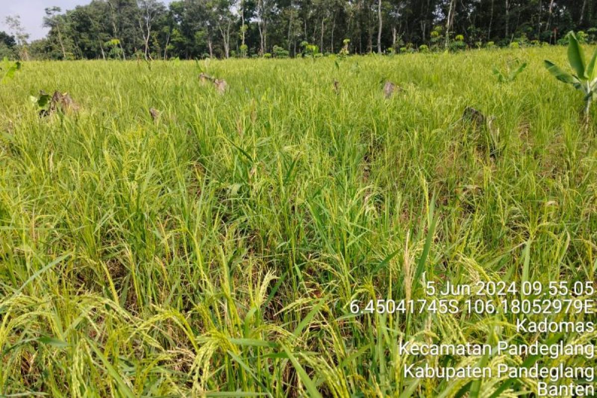 Produksi padi gogo di Lebak pada Januari-Juni 2024 tembus 9.007 ton