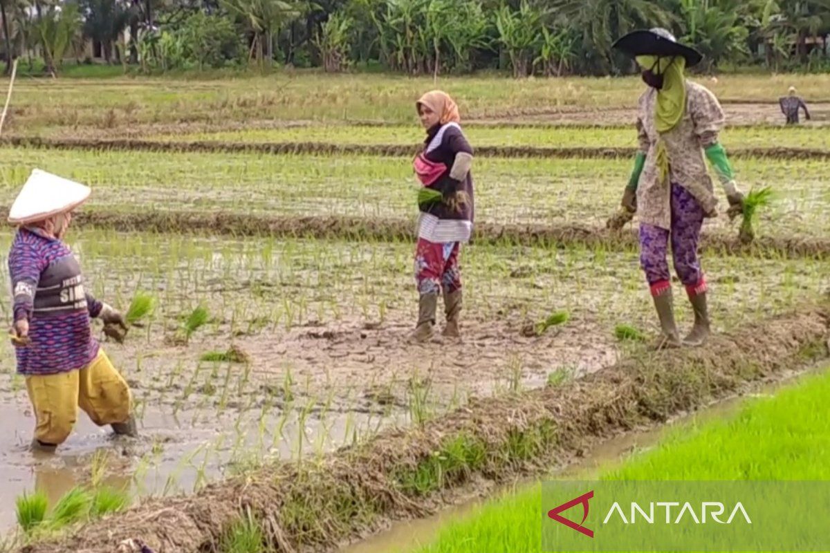 Dinas TPHP targetkan produksi gabah di Bengkulu capai 250 ribu ton