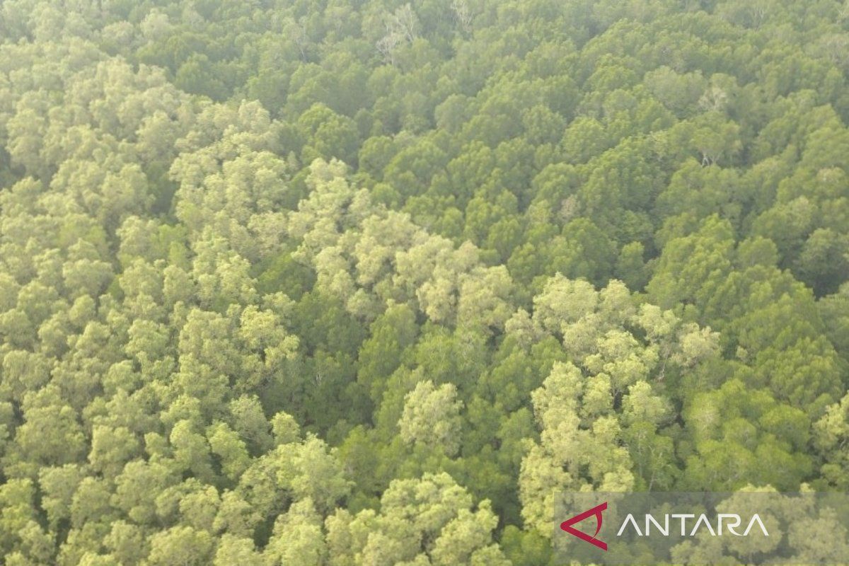 BPDAS gelar pendampingan program pelestarian mangrove di OKI