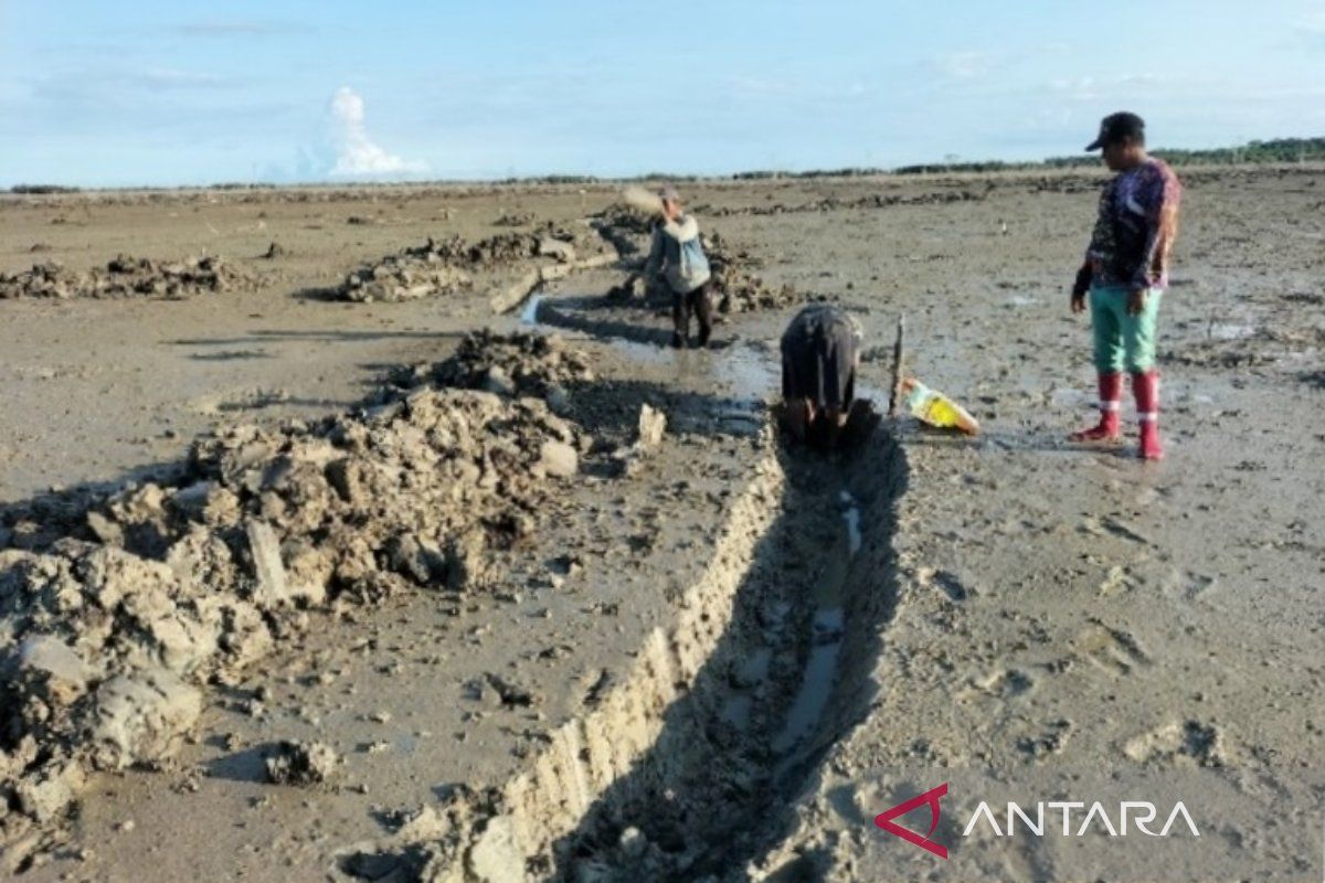 YKAN rehabilitasi 50 hektare lahan mangrove di OKI agar tetap lestari