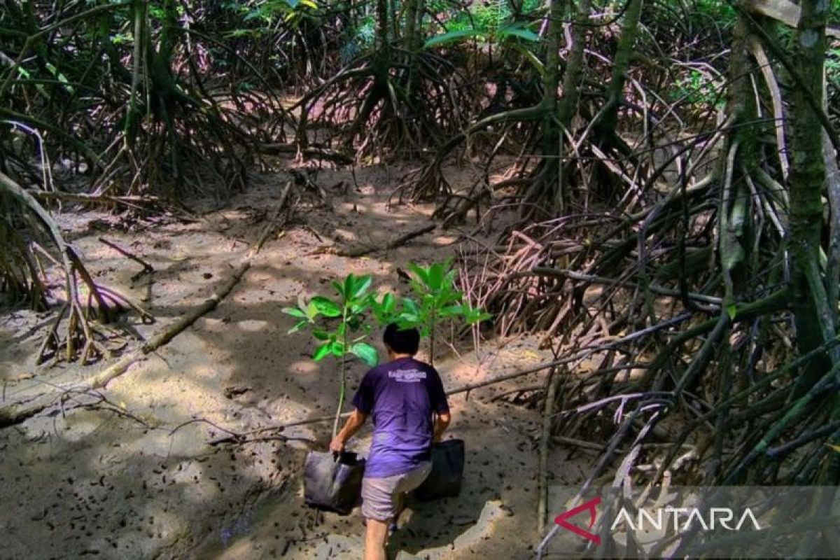 BRGM-Pemprov Kaltim genjot  upaya rehabilitasi mangrove 2024